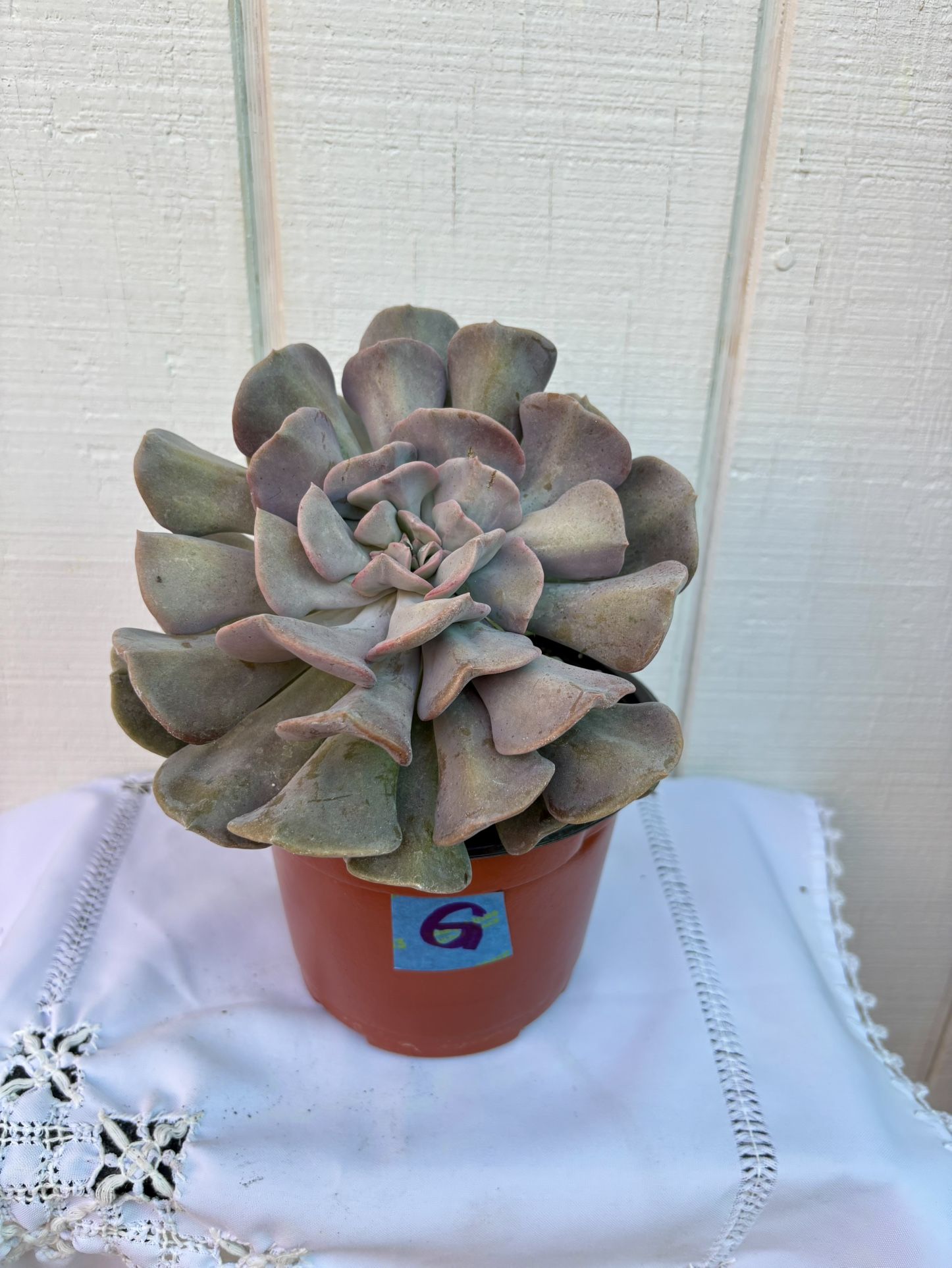 Succulent Echeveria Cubic