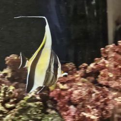 Fake Moorish idol Decoration