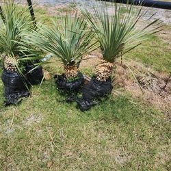 Yuccas Rostratas Blue En Bola