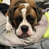travis