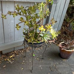 Succulent Arrangement And Stand -$20