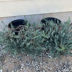 Grown Cover Jumper Plants In 5gl