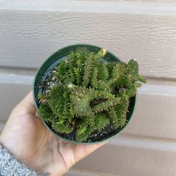 4” Crested Medusa Succulent