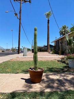 San Pedro Cactus Plant