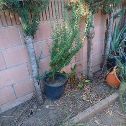 Romero Planta