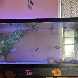 75 Gallon Fish Tank