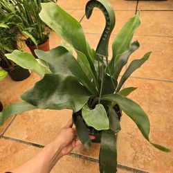 Staghorn Fern 