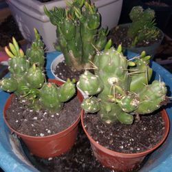 Gumbi Opuntia Cactus Succulent 