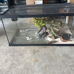 Bearded Dragon Habitat 