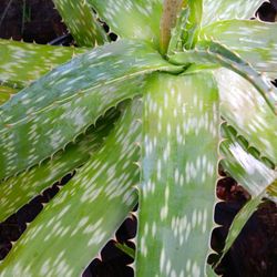 Aloe