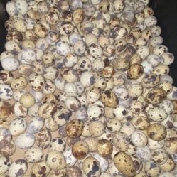 Quail And Quails Eggs