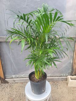 Cat Palm plant 10" Nursery Pot