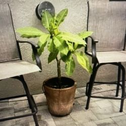 2 New Tall Patio Chairs 