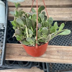 Trailing Jade Sucuclent Plant | 6”