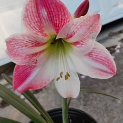 Amarillys Pink Rogito  Plant
