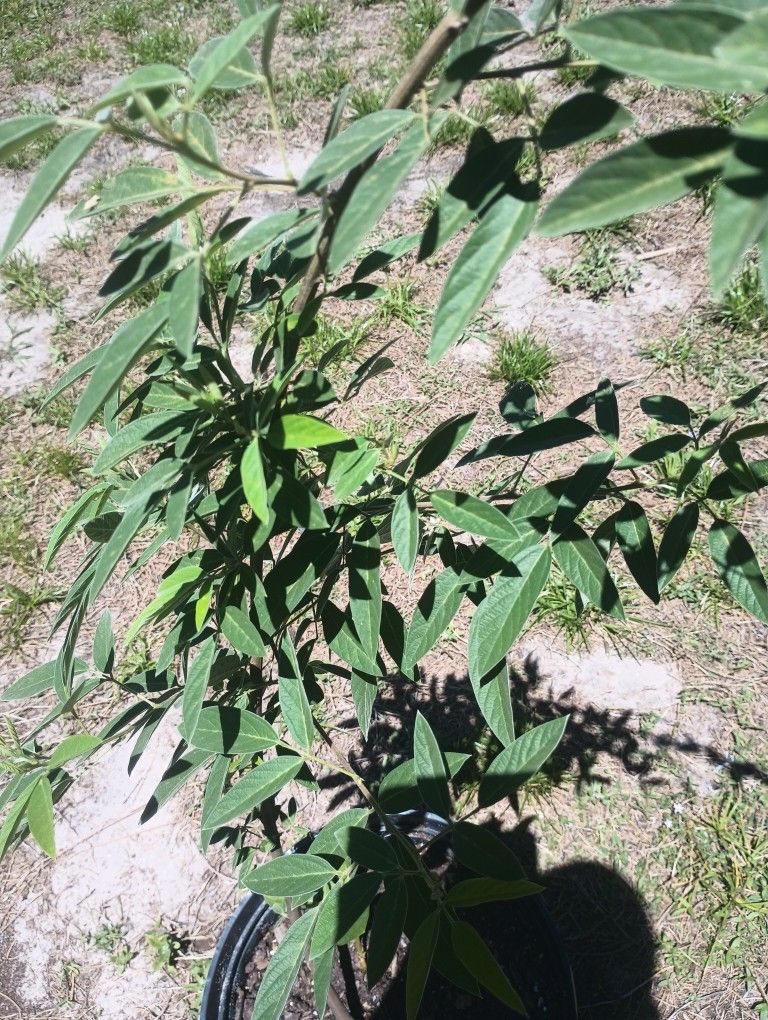 Pigeon Pea Trees(Gandule)
