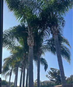 Queen Palm Trees