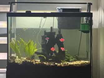 65 gallon fish tank w/ seachem filter