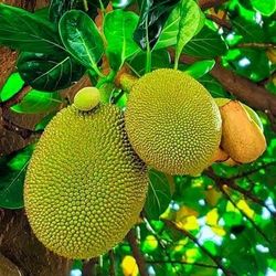 Jackfruit Tree😃🌿🌿🌿