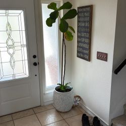 Big Indoor House Plant. 