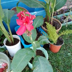 Plants Cana Lily