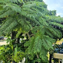 Elephant ears plant Or JacarandaTree For Sale Pine tree Palm tree.