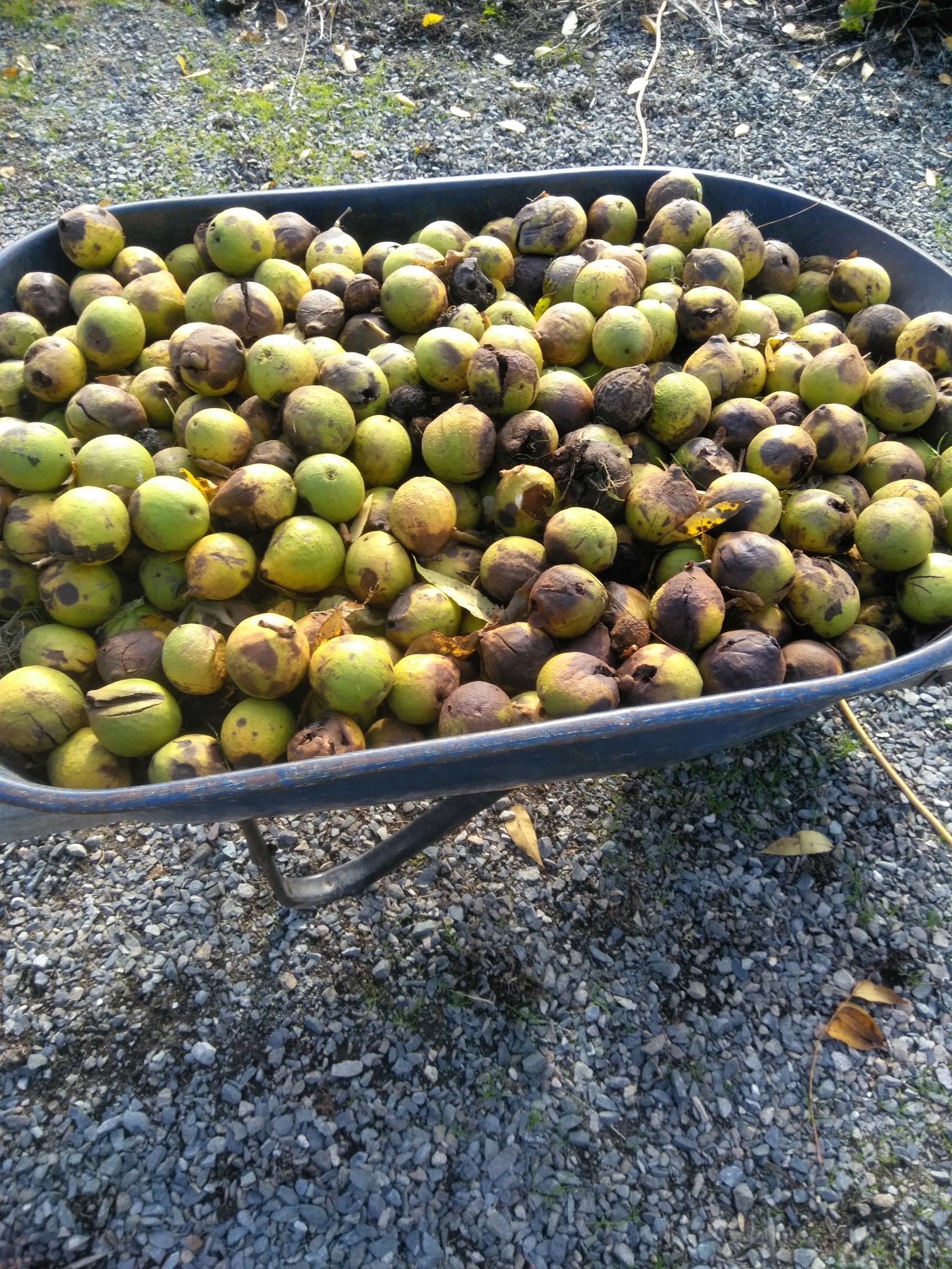 Black English Walnuts