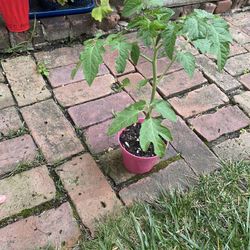 Organic Tomato Plants  $5 