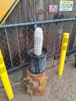 Old man cactus