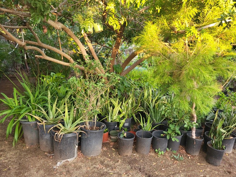 Fruit Trees And Flowers Plants 
