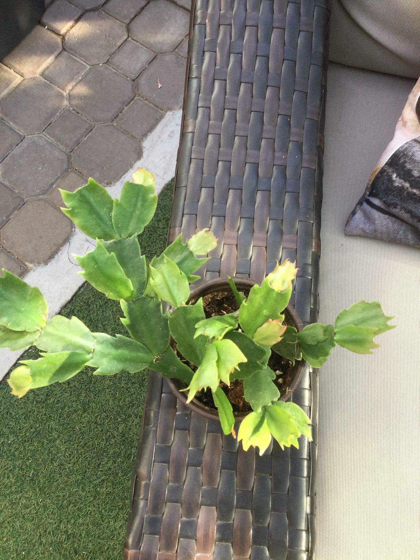 CHRISTMAS CACTUS π΅ PLANT, NEW. 4β POT