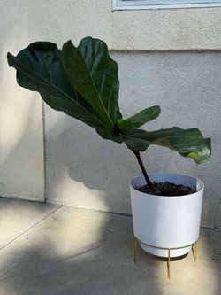 Fiddle Leaf Fig Tree — 30", White Pot