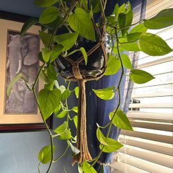 Real Beautiful Golden Pothos