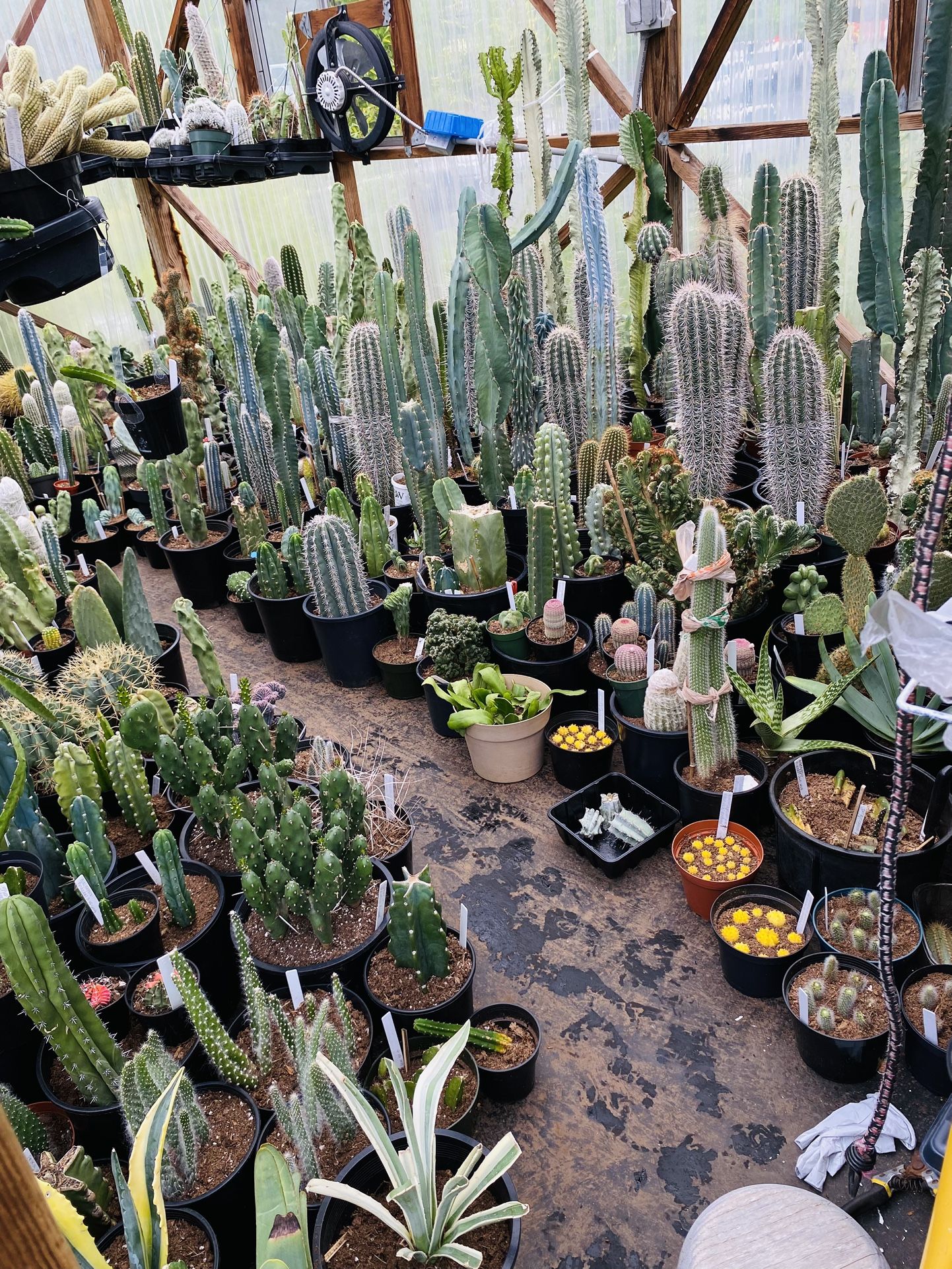 Cactus