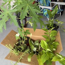 6 Plants Bundle Pick Up 