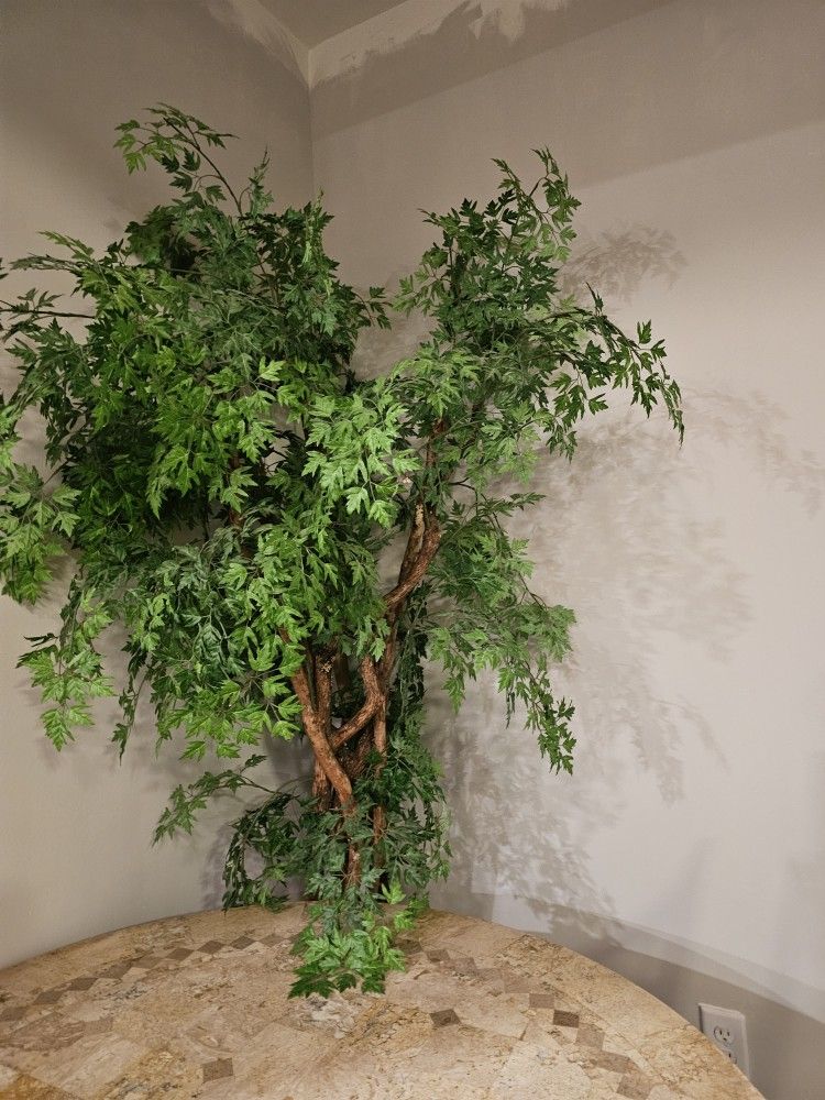 Ficus