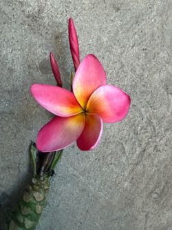Cutting plumeria