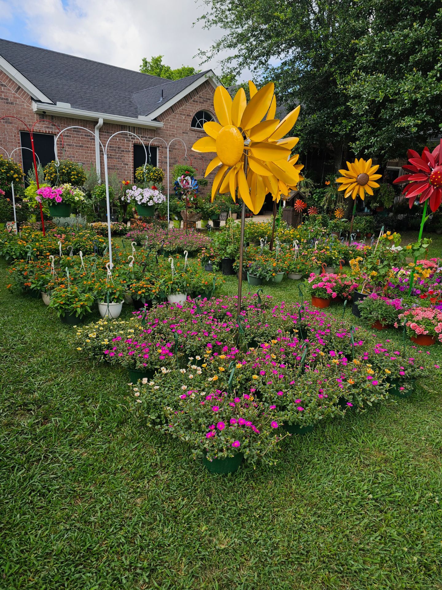ELEVENTH NEW SHIPMENT ARRIVE MAY 22th Beautiful and Healthy HANGING BASKETS PLANTS ARRIVED.