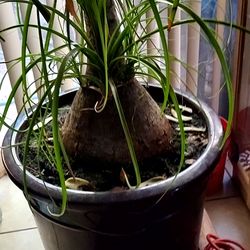 Pony tail palm.    Best Offer