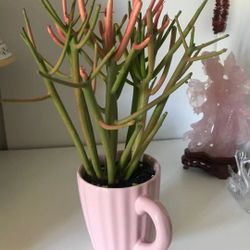 Beautiful Fire Sticks Succuelnts Plant In Ceramic Pot Mug Cup Home Patio Yard Cute