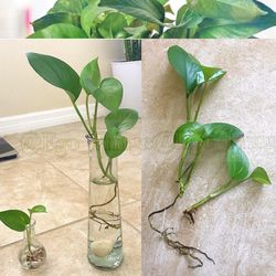 Pothos🌱 (Epipremnum aureum)