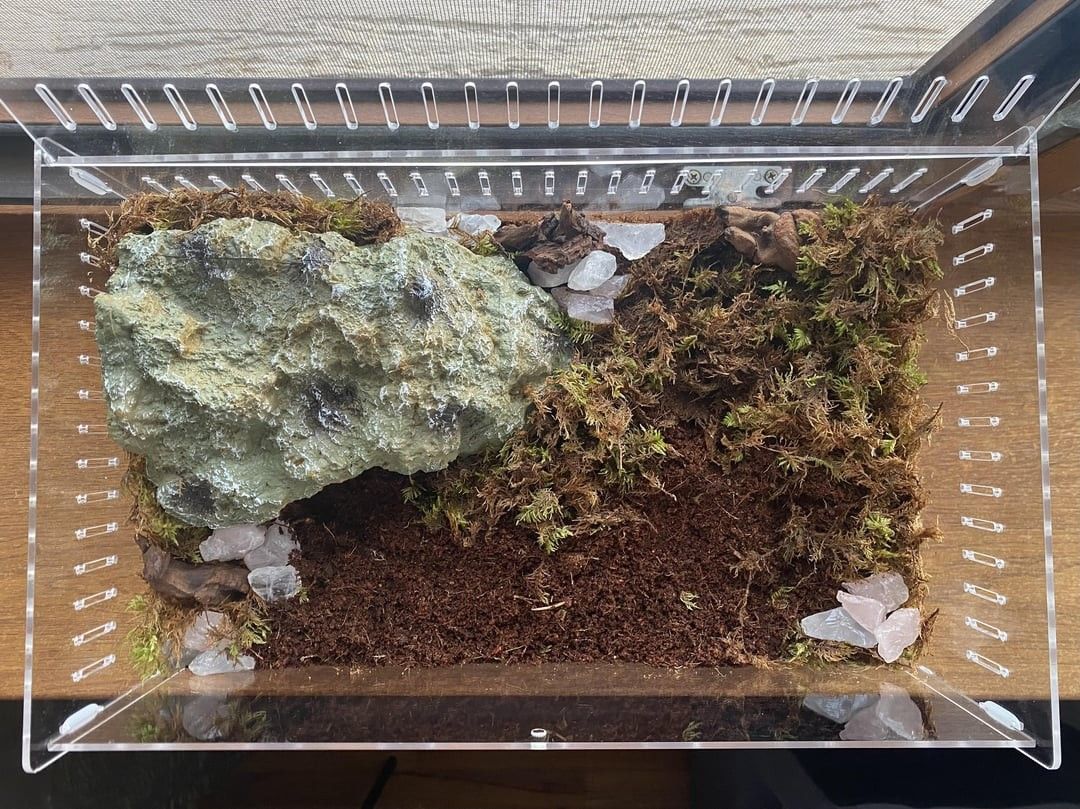 tarantula updated 12/10 low stock