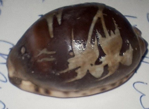 Hand Carved Sea Shell Palm Tree Sailboat Tropical Cowrie Shell Sunset