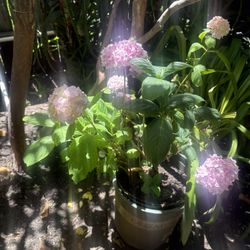 Ortencia Rosa Maceta De Cinco Galones 