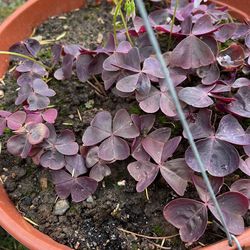 Red Oxalis 