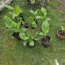 Coyoles, Canna Plants