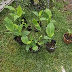 Coyoles, Canna Plants