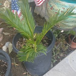 Sago Palm