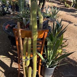 Antorcha Cactus $80 Each