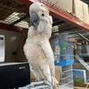 Pet Supplies Retail/Wholesale 